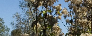 Дъбравник (Eupatorium cannabinum) 